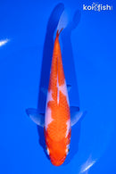 6.5" KOHAKU