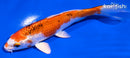 5.5" YAMATO NISHIKI