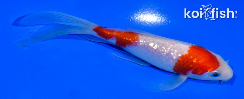 4.5" GINRIN KOHAKU BUTTERFLY