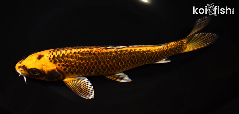 8.5" ORENJI MATSUBA