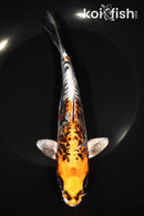 7.75" GINRIN ARAGOKE BENI KIKOKURYU