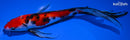 7.5" SANKE BUTTERFLY