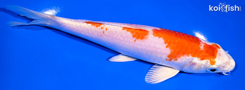 6.75" HARIWAKE
