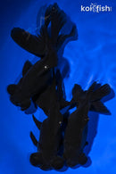 PACK OF (3) 4.5-5.25" TELESCOPE FANTAIL GOLDFISH