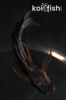 4.5" OCHIBA SHIGURE BUTTERFLY
