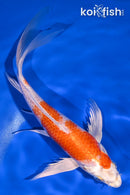 8" HARIWAKE BUTTERFLY