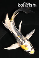5.5" KIN KIKOKURYU BUTTERFLY