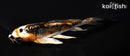 5.25" ARAGOKE BENI KIKOKURYU BUTTERFLY