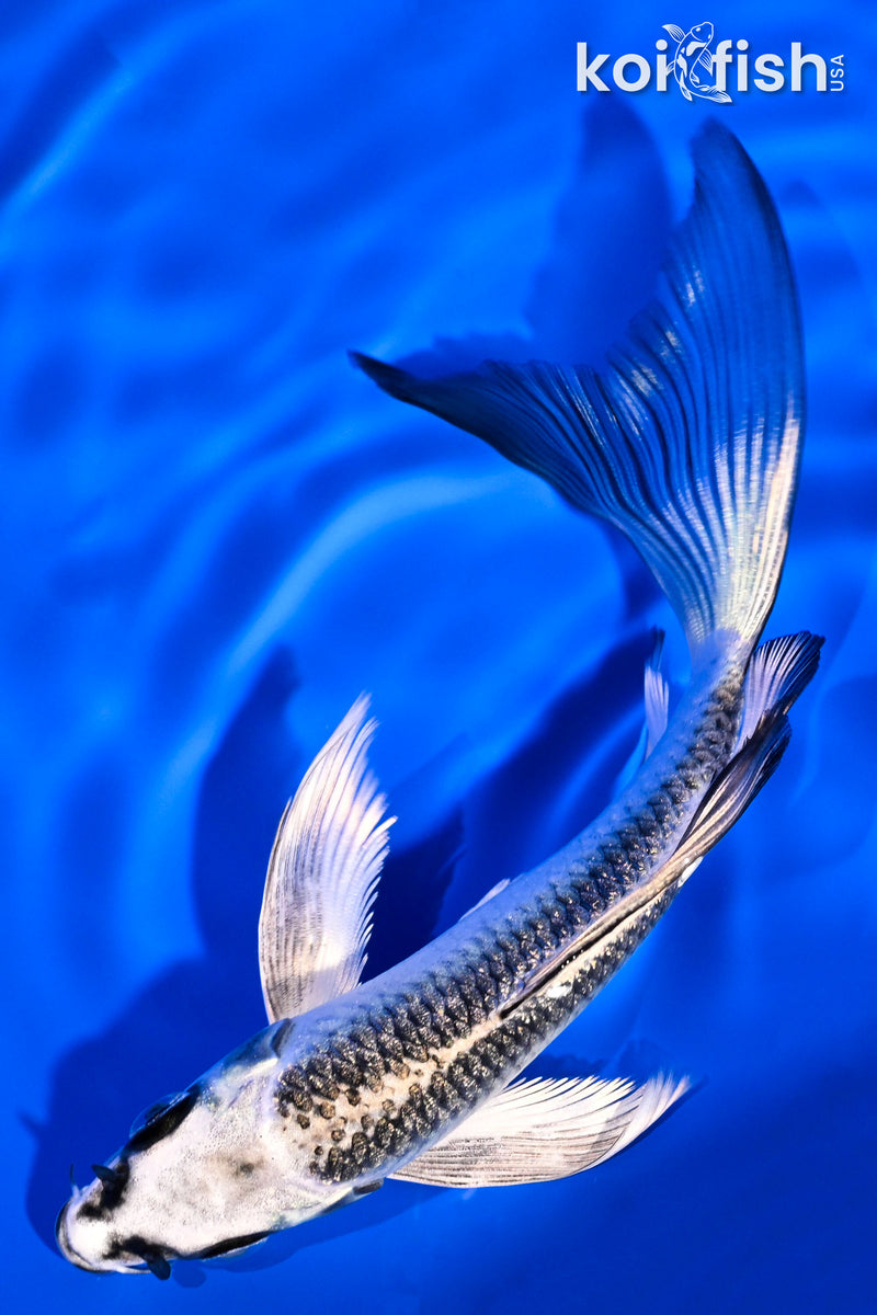 5.5" GINGA BUTTERFLY