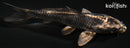 3.75" GINGA