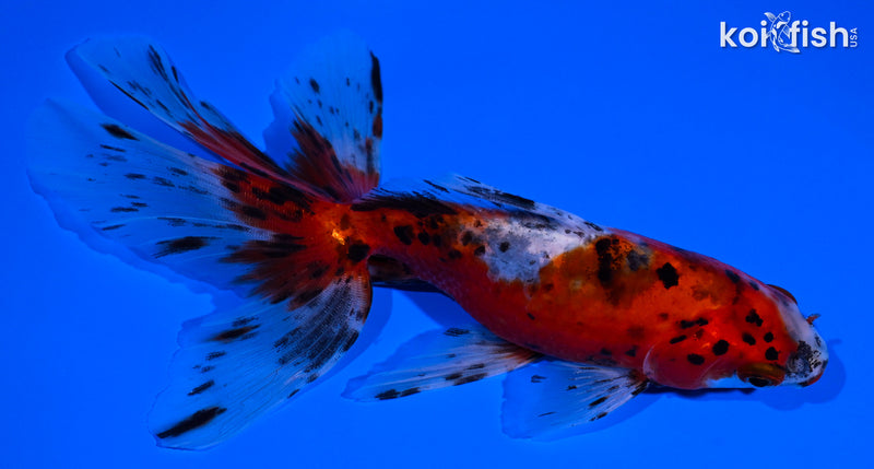 5.5" CALICO WATONAI GOLDFISH