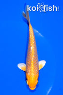 5.25" GINRIN YAMABUKI OGON