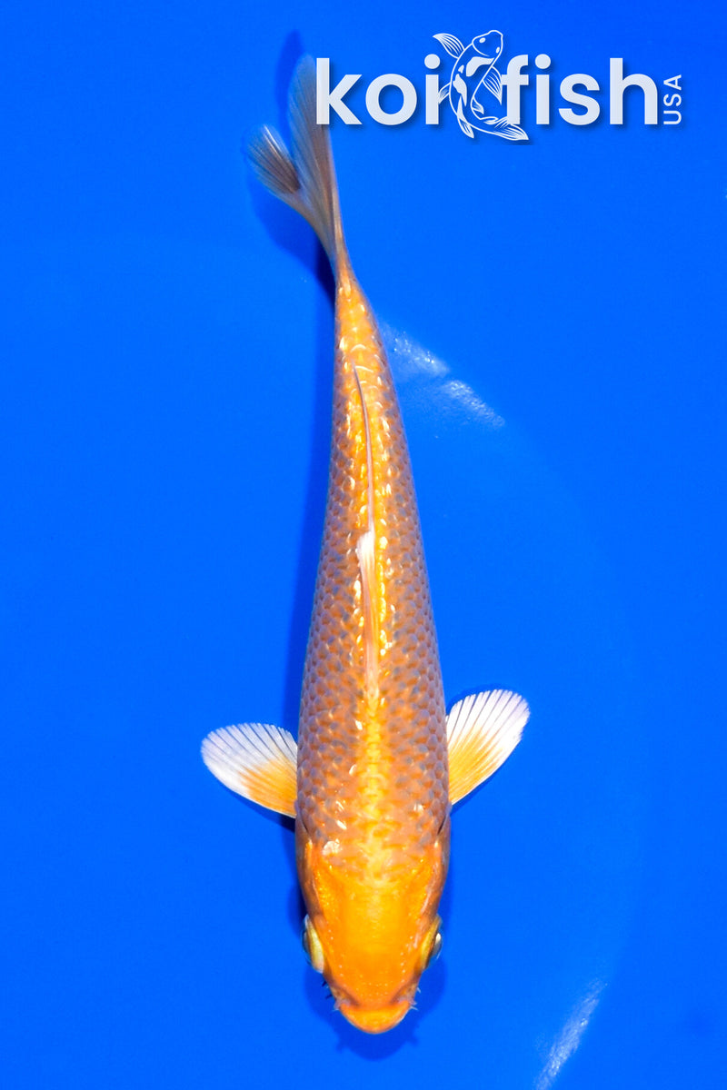 5.25" GINRIN YAMABUKI OGON