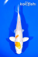 6.5" HARIWAKE