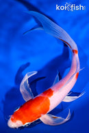 8.25"HARIWAKE BUTTERFLY