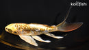 7.5" GINRIN ARAGOKE KIN KIKOKURYU BUTTERFLY