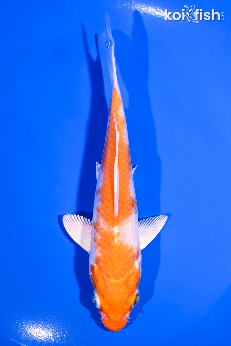 5.5" HARIWAKE