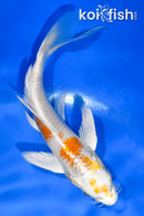 5" HARIWAKE BUTTERFLY