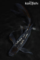 6" GINRIN TANCHO OCHIBA SHIGURE BUTTERFLY