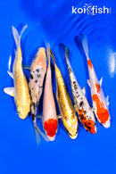 PACK OF (6) 5.5-6" STANDARD IMPERFECT KOI