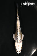 4" KIN KIKOKURYU