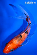 5.5" SANKE BUTTERFLY