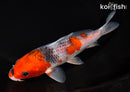 6.25" GOSHIKI