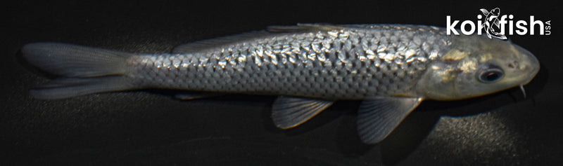 6.5" GINRIN SORAGOI