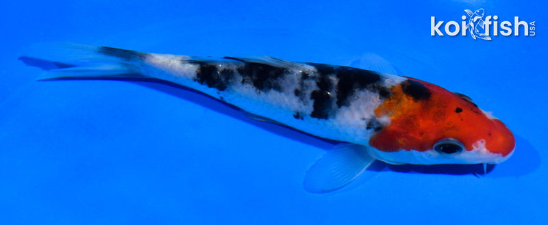 4.5" SANKE