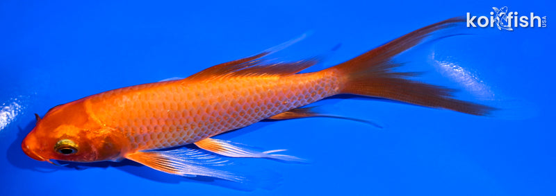 5.75" ORENJI OGON BUTTERFLY