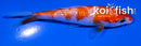 4" GINRIN KOHAKU