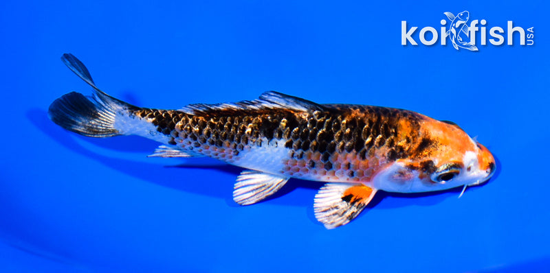 5" GINRIN YAMATO NISHIKI