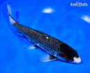 8" MATSUKAWABAKE