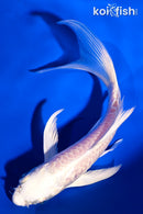 5.25" PLATINUM OGON BUTTERFLY