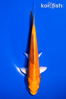 5.5" ORENGI OGON