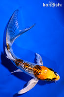 5.5" GINRIN KUJAKU BUTTERFLY