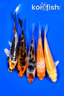 PACK OF (5) 4.25-4.5" STANDARD KOI