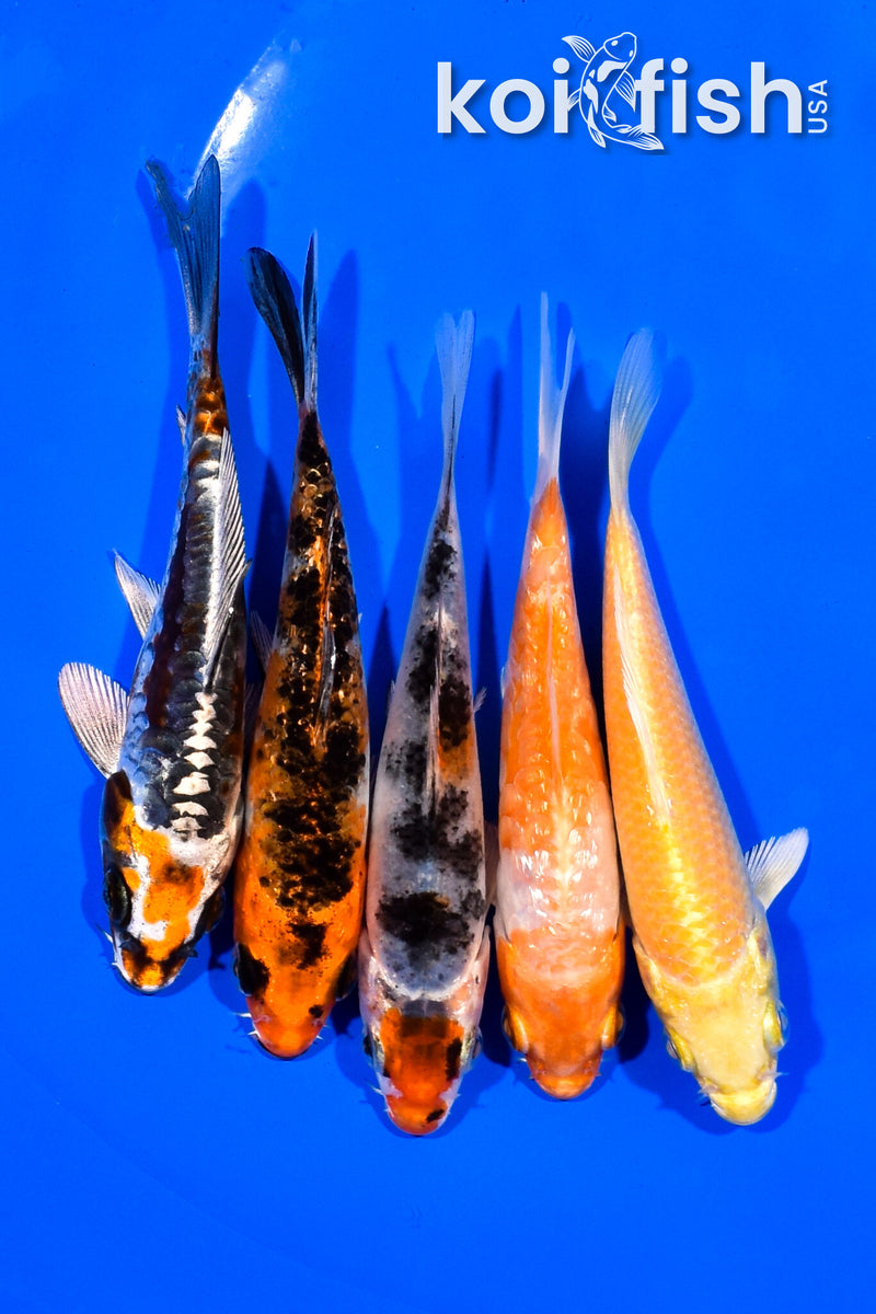 PACK OF (5) 4.25-4.5" STANDARD KOI