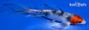 4.75" YAMATO NISHIKI BUTTERFLY