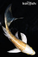 5.5" GINRIN ARAGOKE YAMABUKI OGON BUTTERFLY