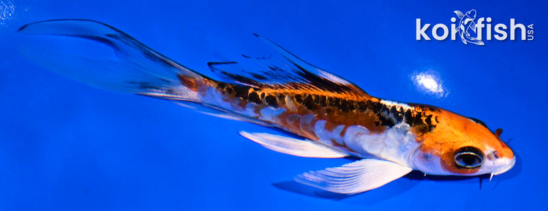 5" ARAGOKE KUJAKU BUTTERFLY