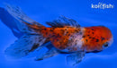 4.5" CALICO ORANDA GOLDFISH