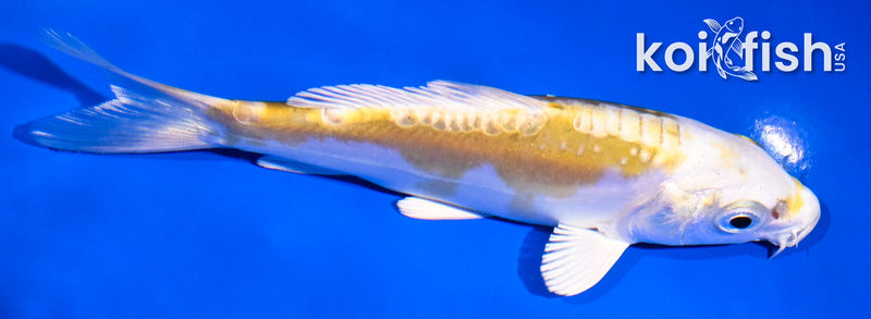 5" DOITSU LEMON HARIWAKE