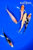 PACK OF (5) 4.25-4.5" STANDARD KOI