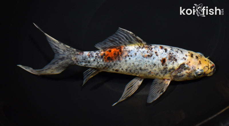 8" SHUBUNKIN GOLDFISH