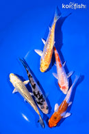 PACK OF (5) 4-5" STANDARD GINRIN KOI
