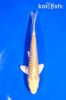 5" DOITSU YAMABUKI OGON