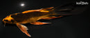 7.75" KIN ORENJI MATSUBA BUTTERFLY