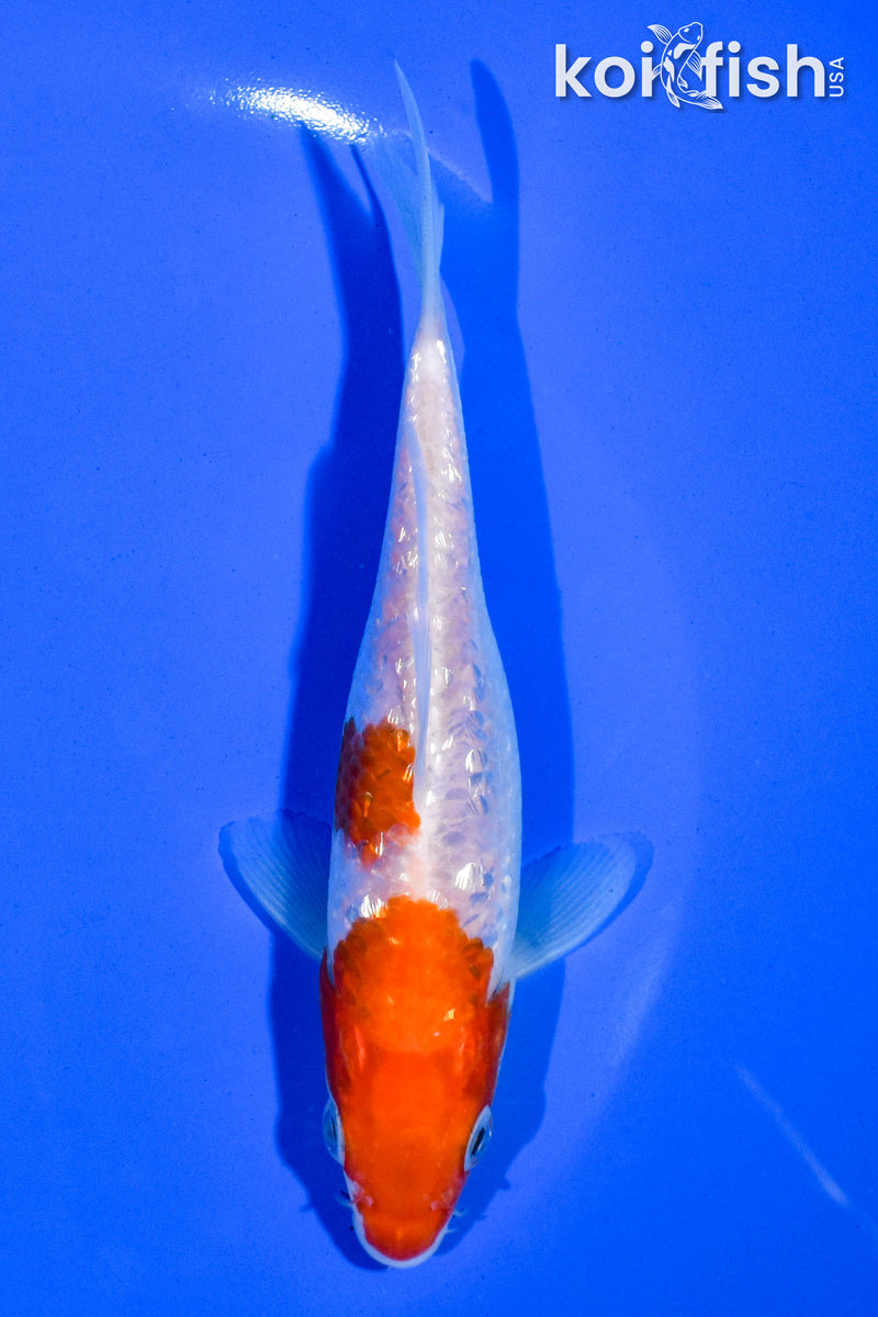 5.5" GINRIN KOHAKU
