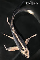 7.75" BENI KIKOKURYU BUTTERFLY